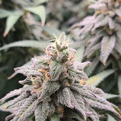 Chanel #6 growlog timeline photo