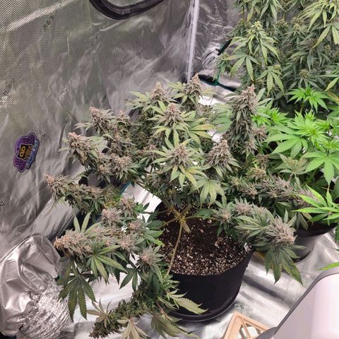 Chanel #6 growlog timeline photo