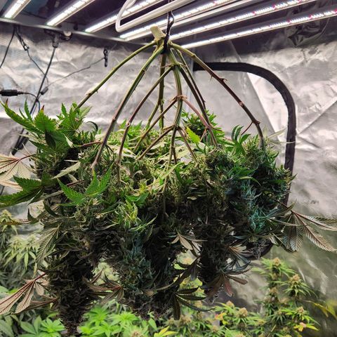 Chanel #6 growlog timeline photo