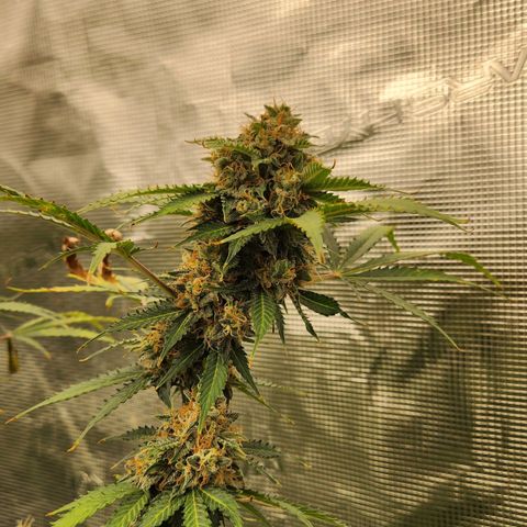 Watermelon Zkittlez Auto growlog timeline photo