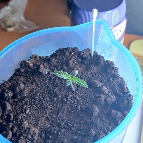 GREEN BOY. growlog timeline photo