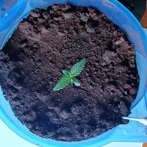 GREEN BOY. growlog timeline photo