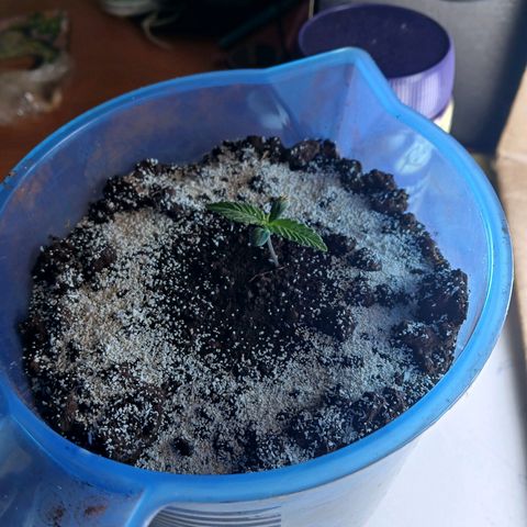 GREEN BOY. growlog timeline photo