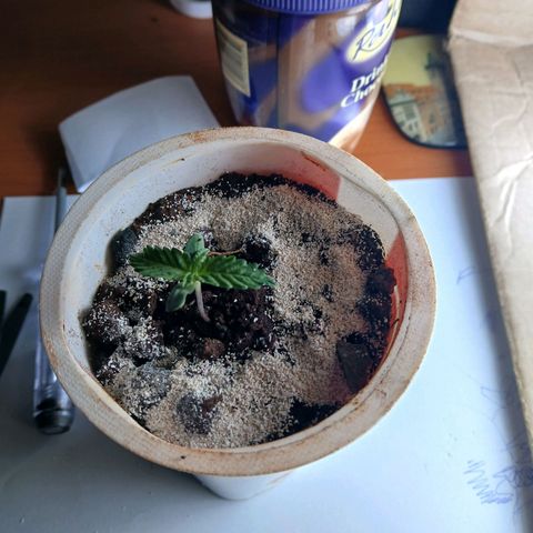 GREEN-O-MATIC growlog timeline photo