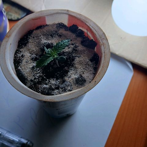 GREEN-O-MATIC growlog timeline photo