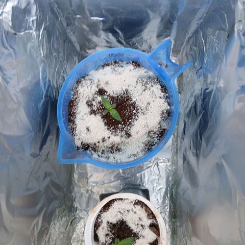 GREEN-O-MATIC growlog photo: Feeding for future intense training and strengthening. And egg shells decompose slow in its hard form so dust or small particles will take almost a few weeks to half work through.