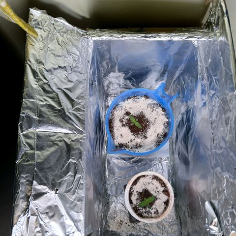 GREEN-O-MATIC growlog photo: Feeding for future intense training and strengthening. And egg shells decompose slow in its hard form so dust or small particles will take almost a few weeks to half work through.