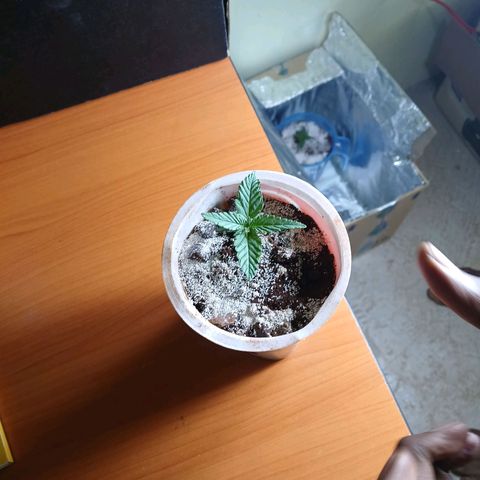 GREEN-O-MATIC growlog timeline photo