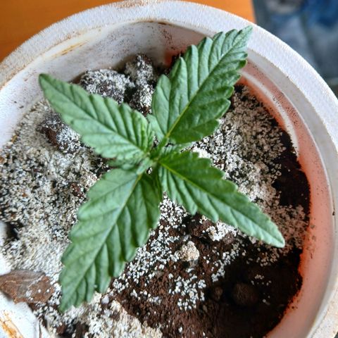 GREEN-O-MATIC growlog timeline photo