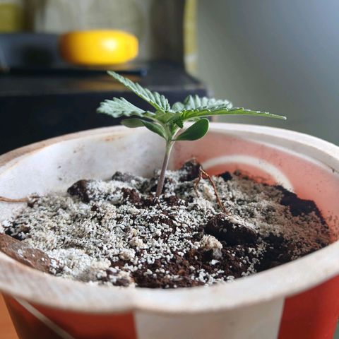 GREEN-O-MATIC growlog timeline photo
