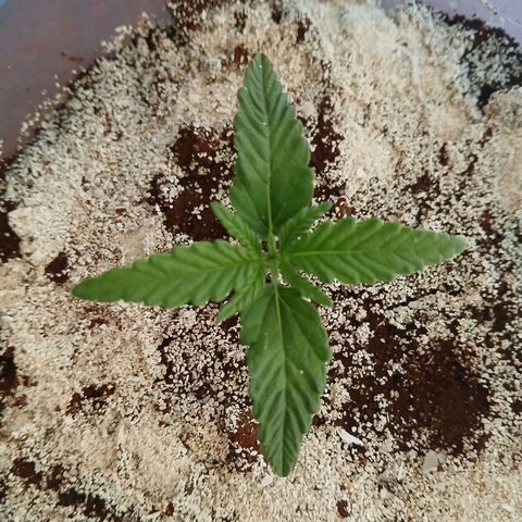 GREEN BOY. growlog timeline photo