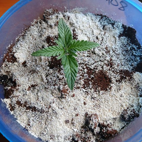 GREEN BOY. growlog timeline photo
