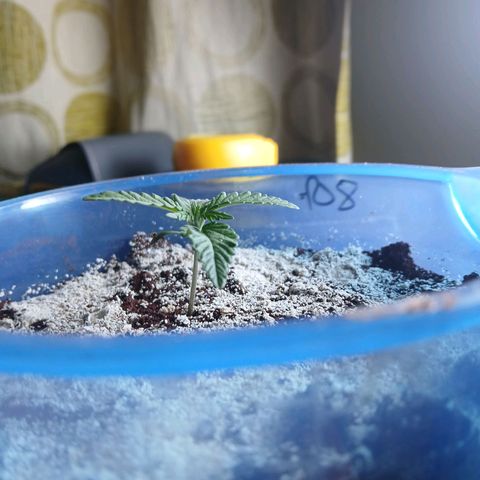 GREEN BOY. growlog timeline photo