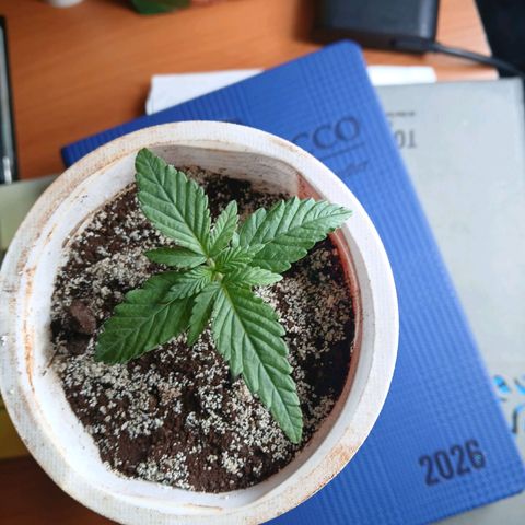 GREEN-O-MATIC growlog timeline photo