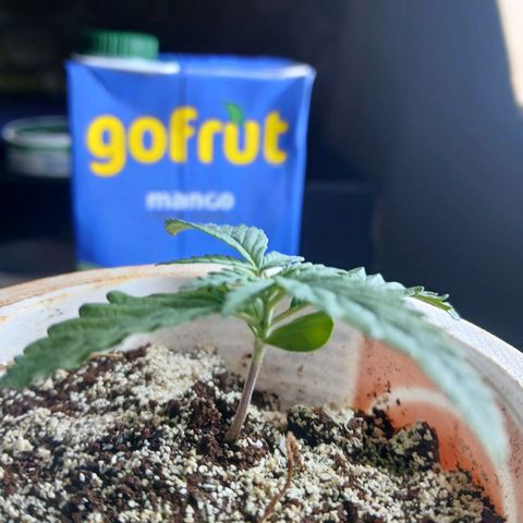 GREEN-O-MATIC growlog timeline photo