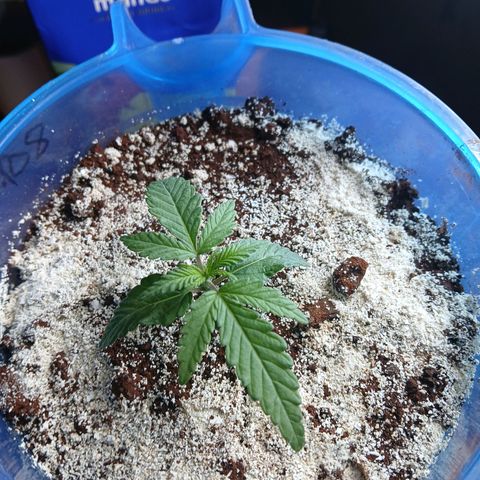 GREEN BOY. growlog timeline photo