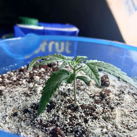 GREEN BOY. growlog timeline photo
