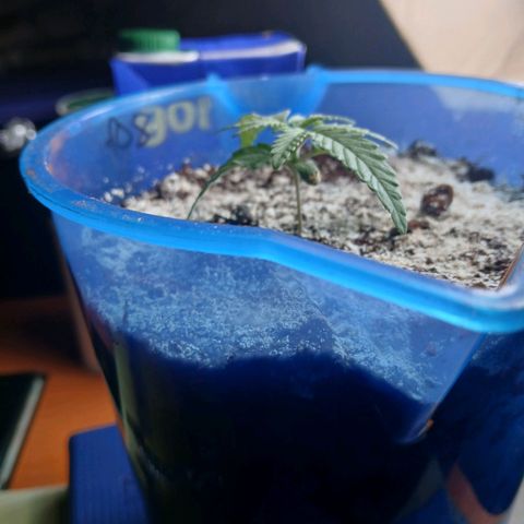 GREEN BOY. growlog timeline photo
