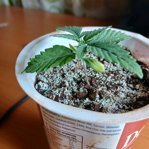 GREEN-O-MATIC growlog timeline photo