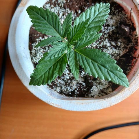 GREEN-O-MATIC growlog timeline photo