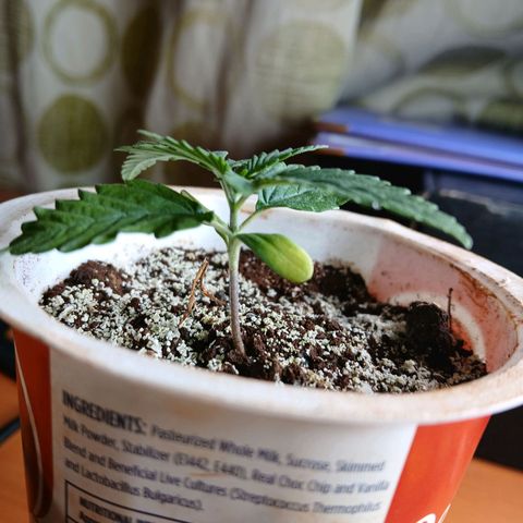 GREEN-O-MATIC growlog timeline photo