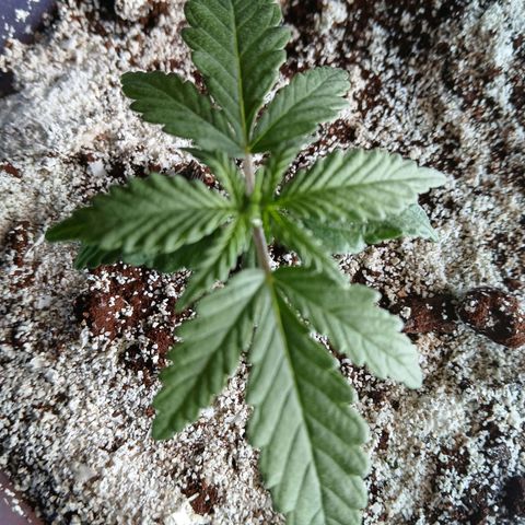 GREEN BOY. growlog timeline photo