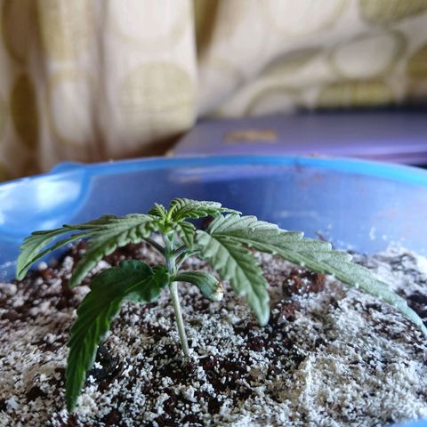 GREEN BOY. growlog timeline photo