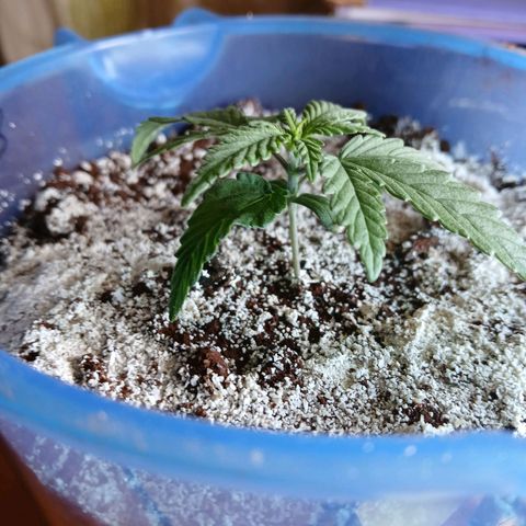GREEN BOY. growlog timeline photo