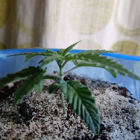 GREEN BOY. growlog timeline photo