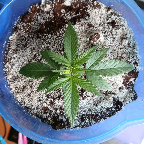 GREEN BOY. growlog timeline photo