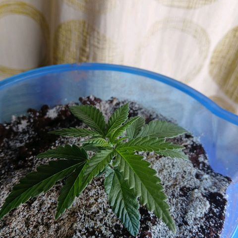GREEN BOY. growlog timeline photo
