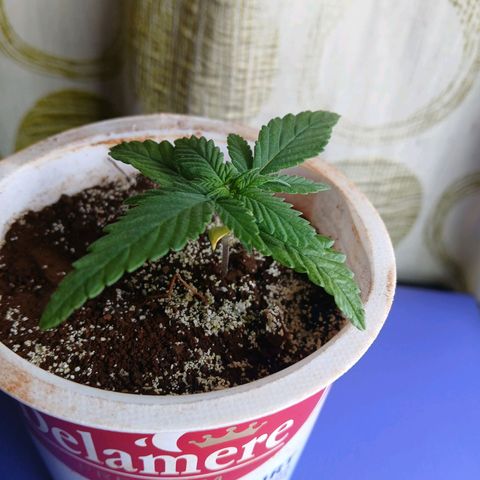 GREEN-O-MATIC growlog timeline photo