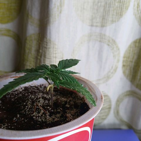 GREEN-O-MATIC growlog timeline photo