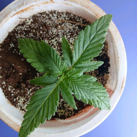 GREEN-O-MATIC growlog timeline photo