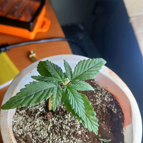 GREEN-O-MATIC growlog timeline photo