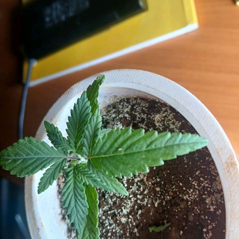 GREEN-O-MATIC growlog timeline photo