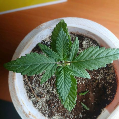 GREEN-O-MATIC growlog timeline photo