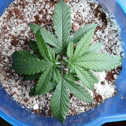 GREEN BOY. growlog photo: The topped and level is looking beautifull.