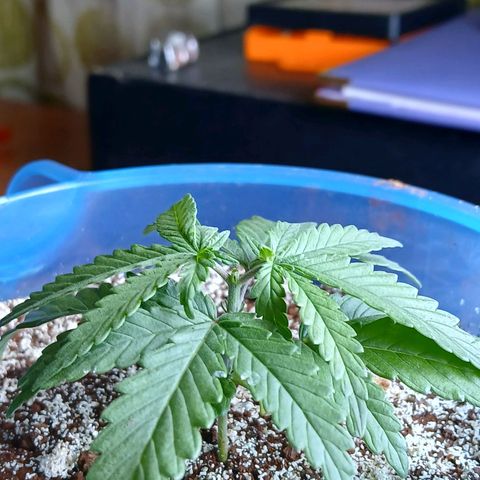 GREEN BOY. growlog photo: The topped and level is looking beautifull.