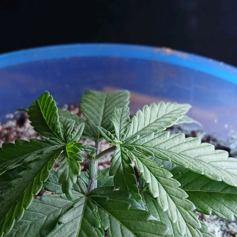 GREEN BOY. growlog photo: The topped and level is looking beautifull.