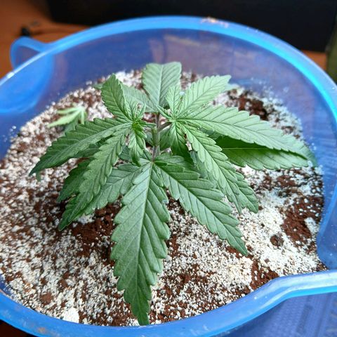 GREEN BOY. growlog photo: The topped and level is looking beautifull.