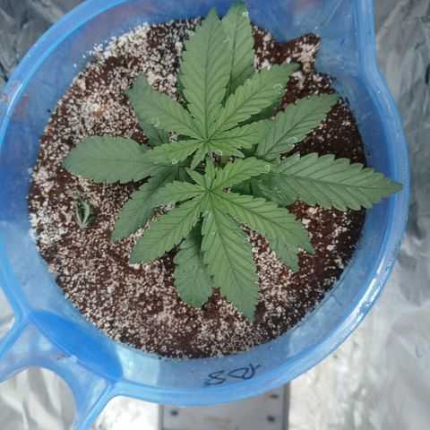 GREEN BOY. growlog timeline photo