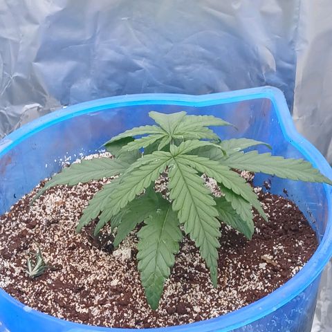 GREEN BOY. growlog timeline photo