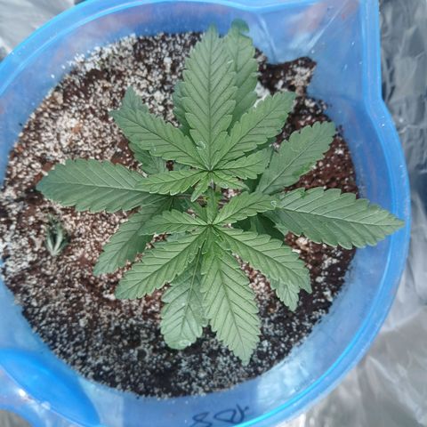 GREEN BOY. growlog timeline photo