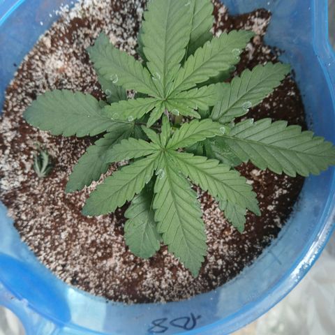 GREEN BOY. growlog timeline photo