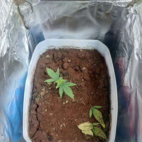 GREEN-O-MATIC growlog timeline photo