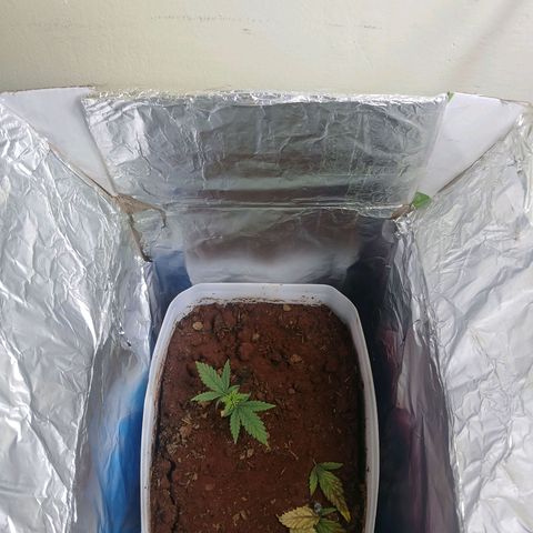 GREEN-O-MATIC growlog timeline photo