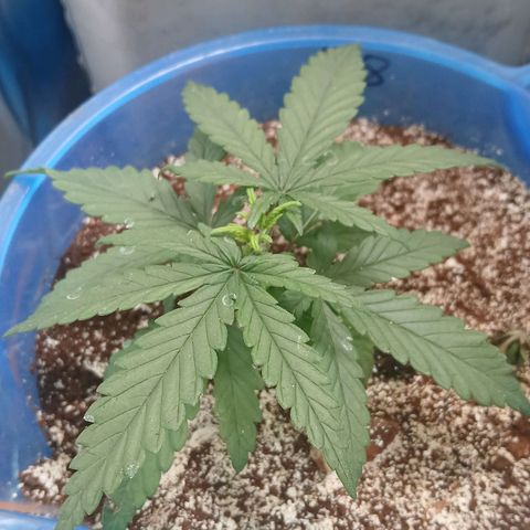 GREEN BOY. growlog timeline photo