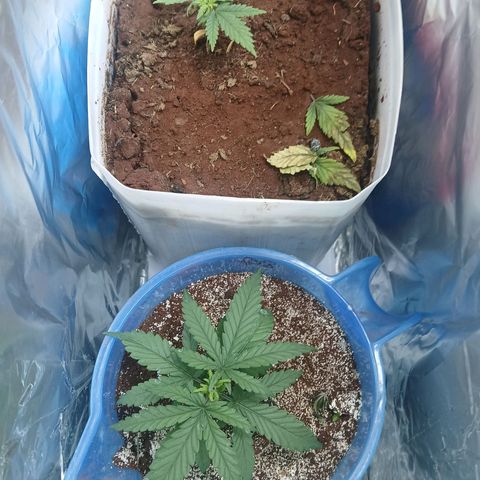 GREEN BOY. growlog timeline photo