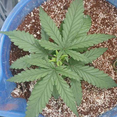 GREEN BOY. growlog timeline photo